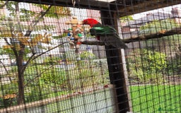 Parrots birds for sale: King Parrot Cock - Adult - Image 3