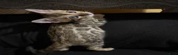 Bengal cats for sale: our stunning bengal boy lizard  - Advert 3