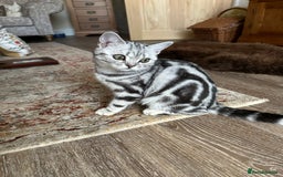 British Shorthair cats for sale: Silver Tabby BSH GCCF registered Kittens - Image 13