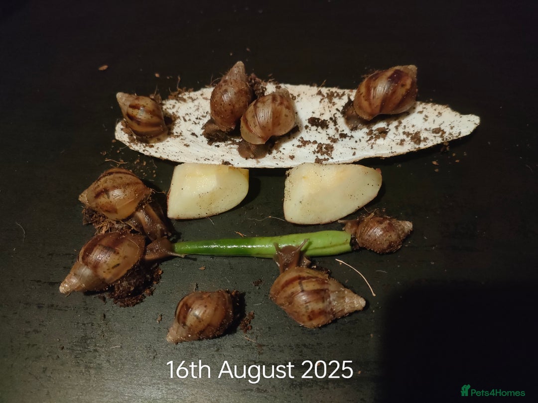 Snails invertebrates for sale: Giant African Snail babies - Image 2