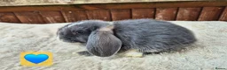 Mini Lop rabbits for sale: ❤️ Ready to reserve  💙  - Advert 8