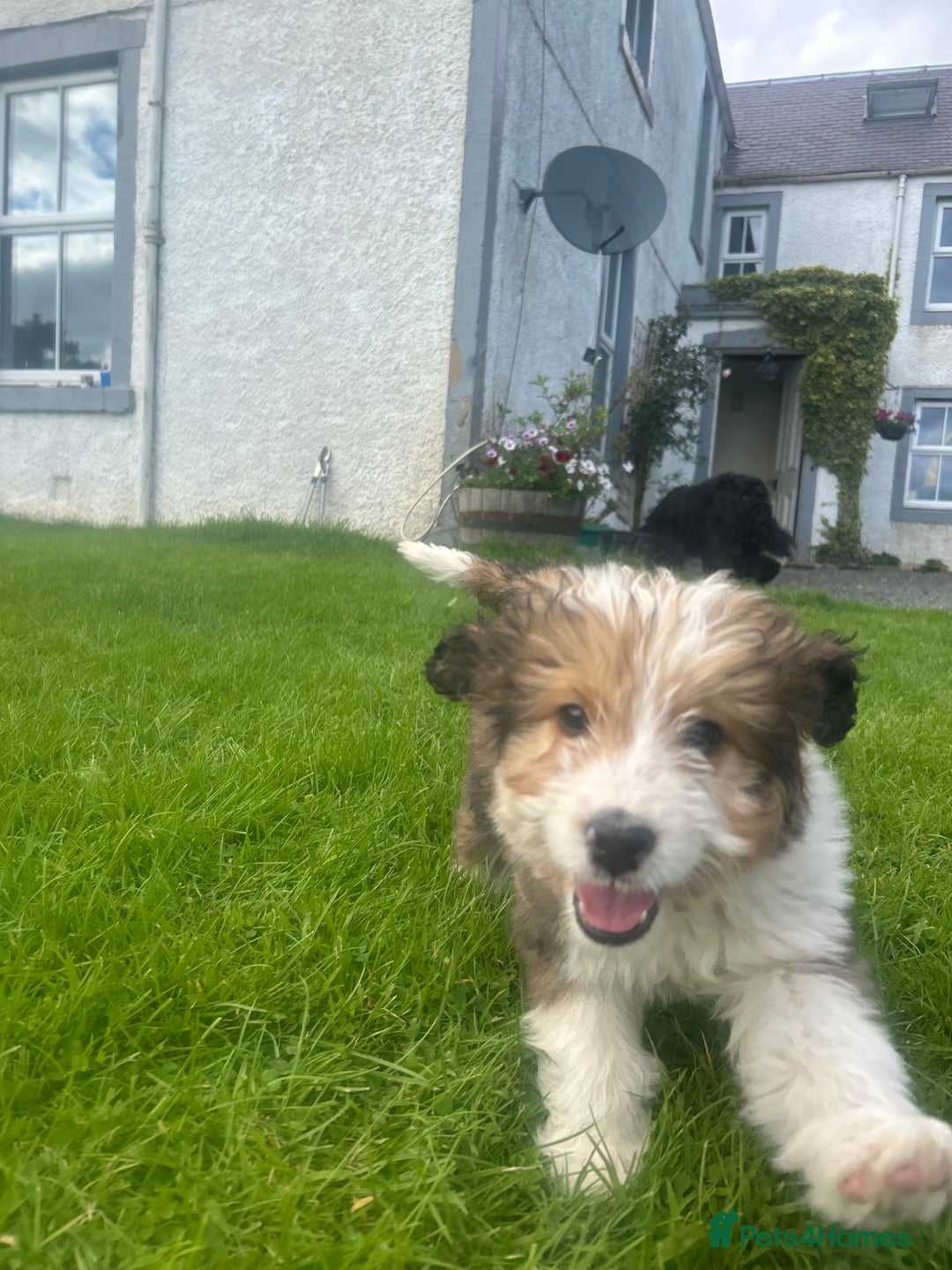 Bernedoodle dogs for sale: Gorgeous Bernedoodle Pups - Advert 23