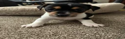 Jack Russell dogs for sale: Jack russell puppies ready to leave - Advert 5