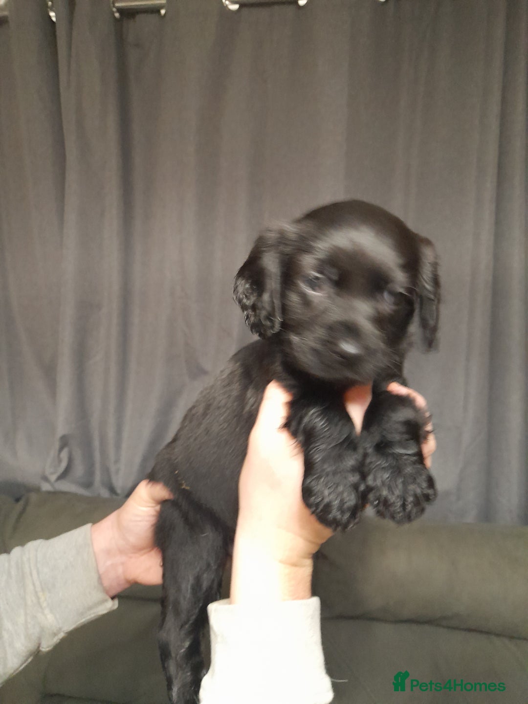 Springador dogs for sale: Springador puppys - Advert 10