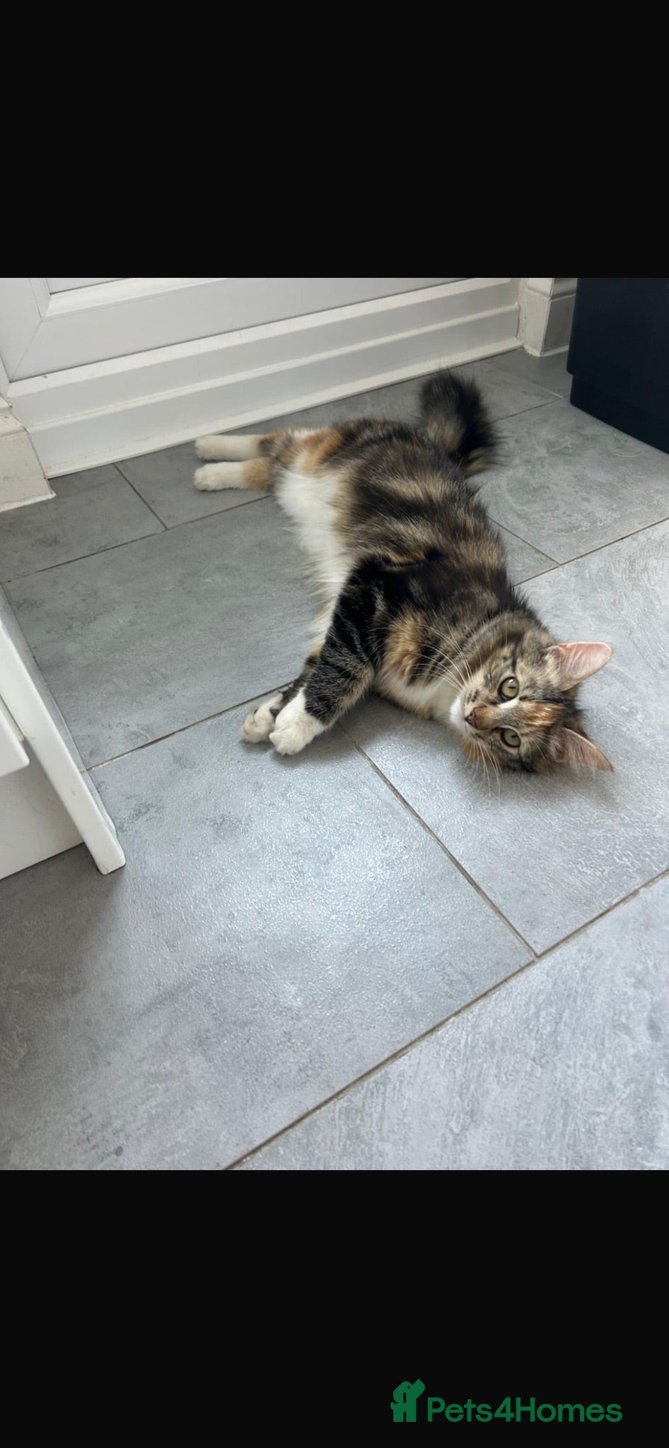 Mixed Breed cats 🐾 4 Adorable Mixed-Breed Kittens! 🏡❤️ - Advert 3