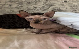Sphynx cats for sale: Last sphynx Boy  - Image 3