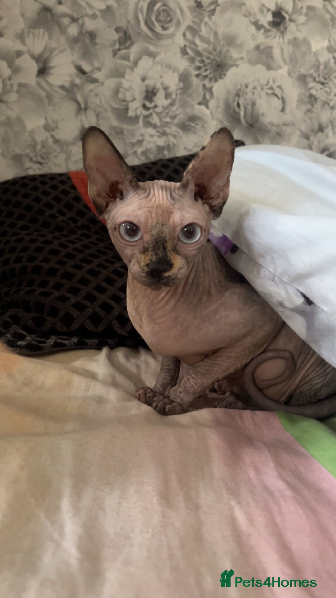 Sphynx cats for sale: Last sphynx Boy  - Image 3