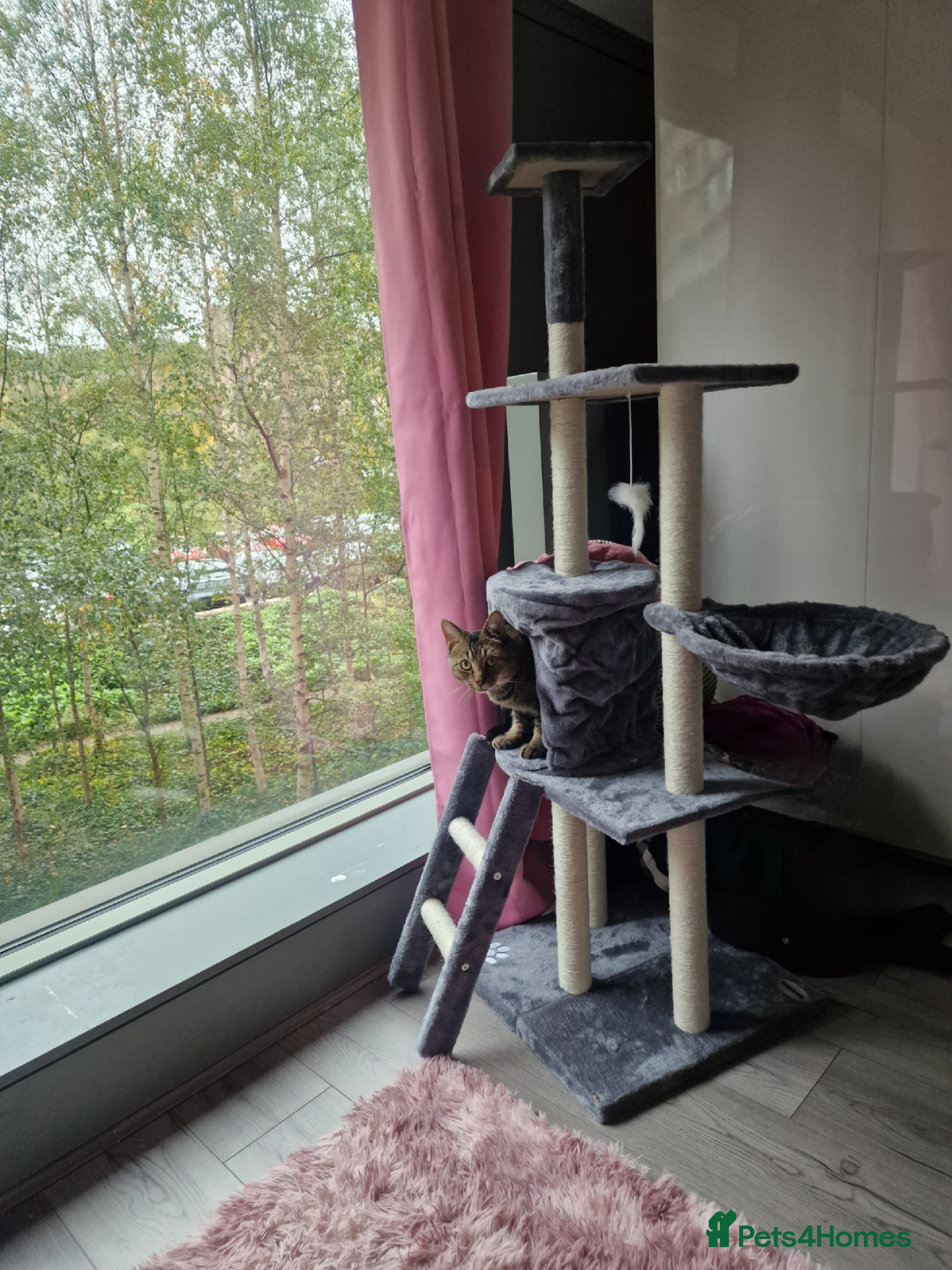 Maine Coon cats Affectionate Young Male Cat for Rehoming - Advert 21