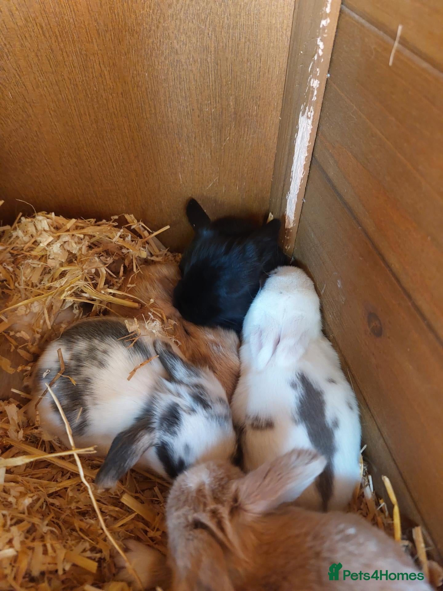 English Lop rabbits Pure bread lop  - Advert 4