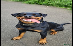 Rottweiler dogs for sale: KC & Fully Health Tested Rottweiler Puppies - Image 16