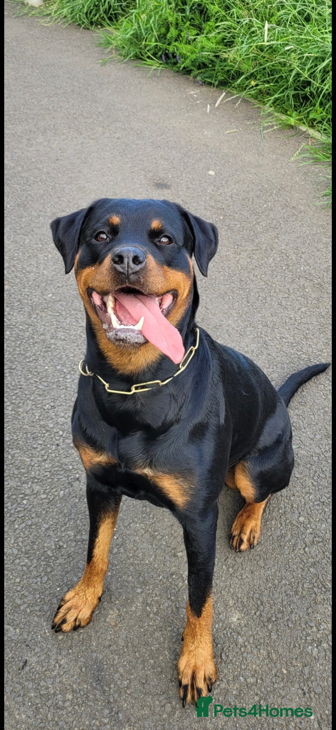 Rottweiler dogs for sale: KC & Fully Health Tested Rottweiler Puppies - Image 16