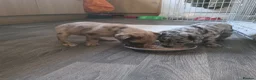 Mixed Breed dogs for sale: Jackapoo in Macclesfield - Advert 9