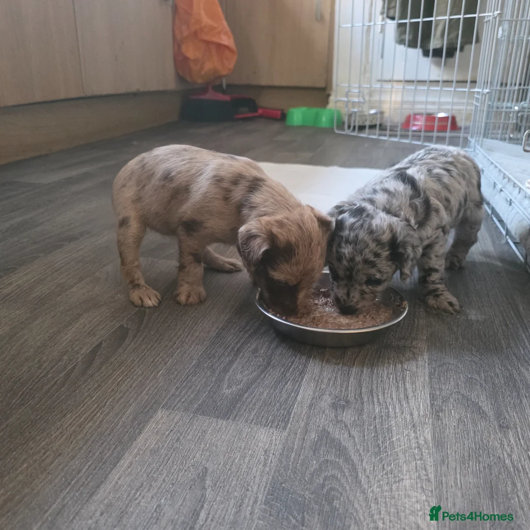 Mixed Breed dogs for sale: Jackapoo in Macclesfield - Advert 9