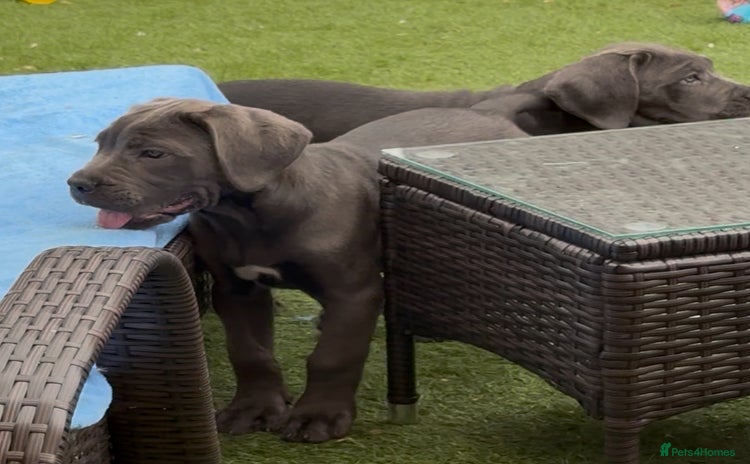 Cane Corso dogs - Advert 2