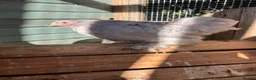 Chickens poultry for sale: Pure Breed Chickens  - Advert 6
