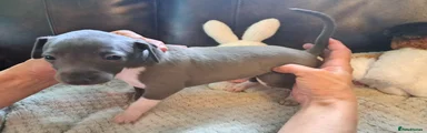 Italian Greyhound 3