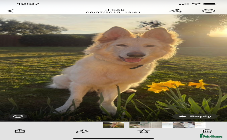 German Shepherd dogs - Advert 2