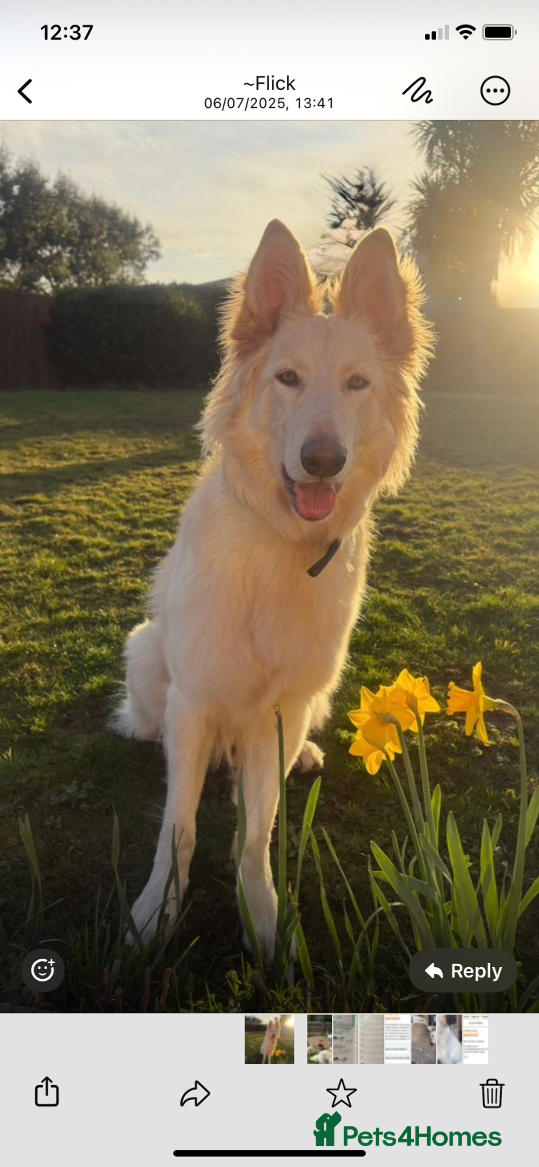 German Shepherd dogs for sale: White long haired German shepherd - Image 1