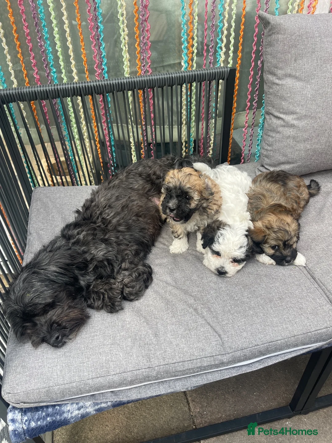 Bichon Frise dogs for sale: Bichon Puppyes - Advert 17