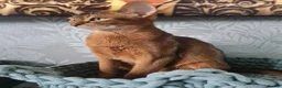 Abyssinian cats for sale: Abyssinian kittens in Scunthorpe - Advert 8