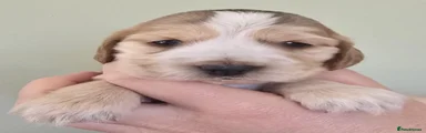 Puppy 2