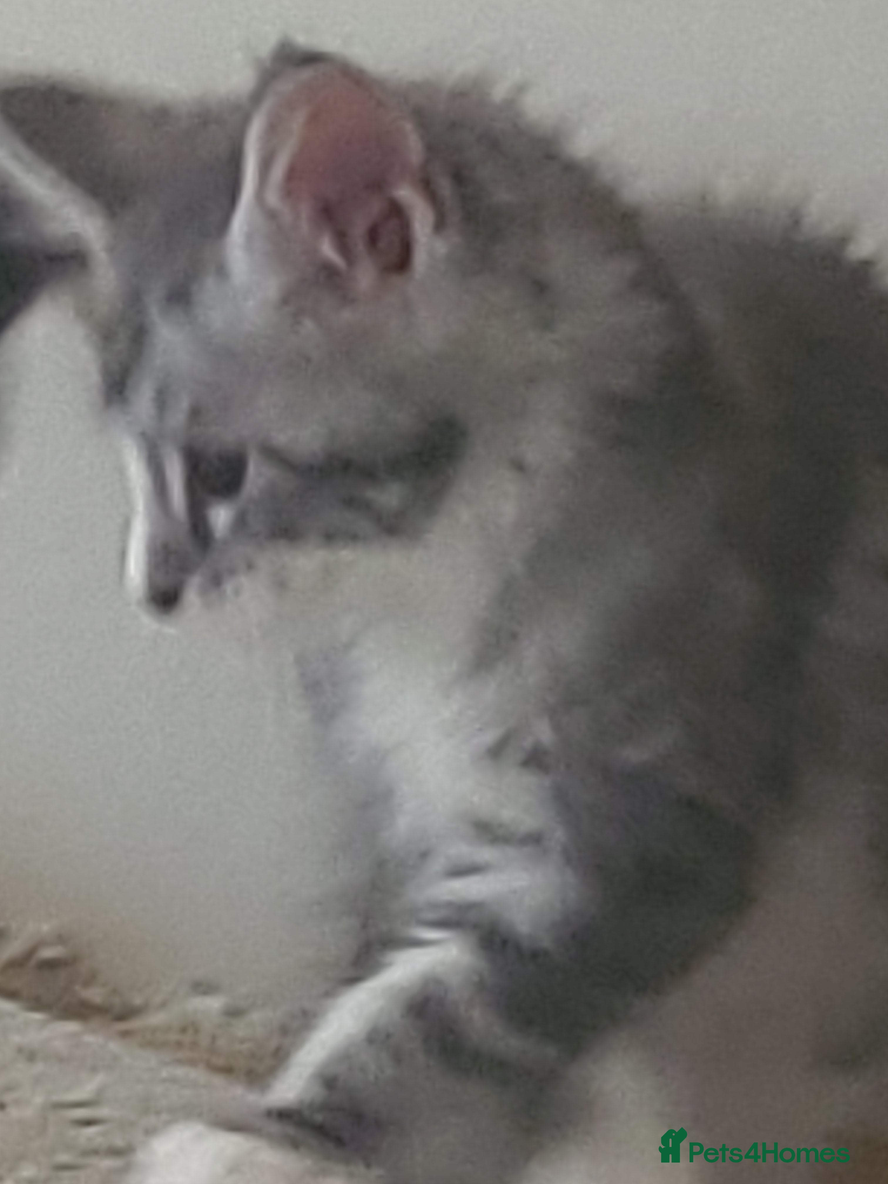 Maine Coon cats Full pedigree maine coon kittens  - Advert 2