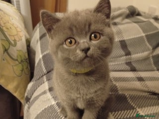 British Shorthair cats - Advert 1