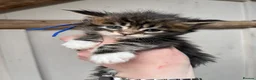 Maine Coon cats for sale: Stunning pedigree Maine coon kittens TICA  - Advert 16