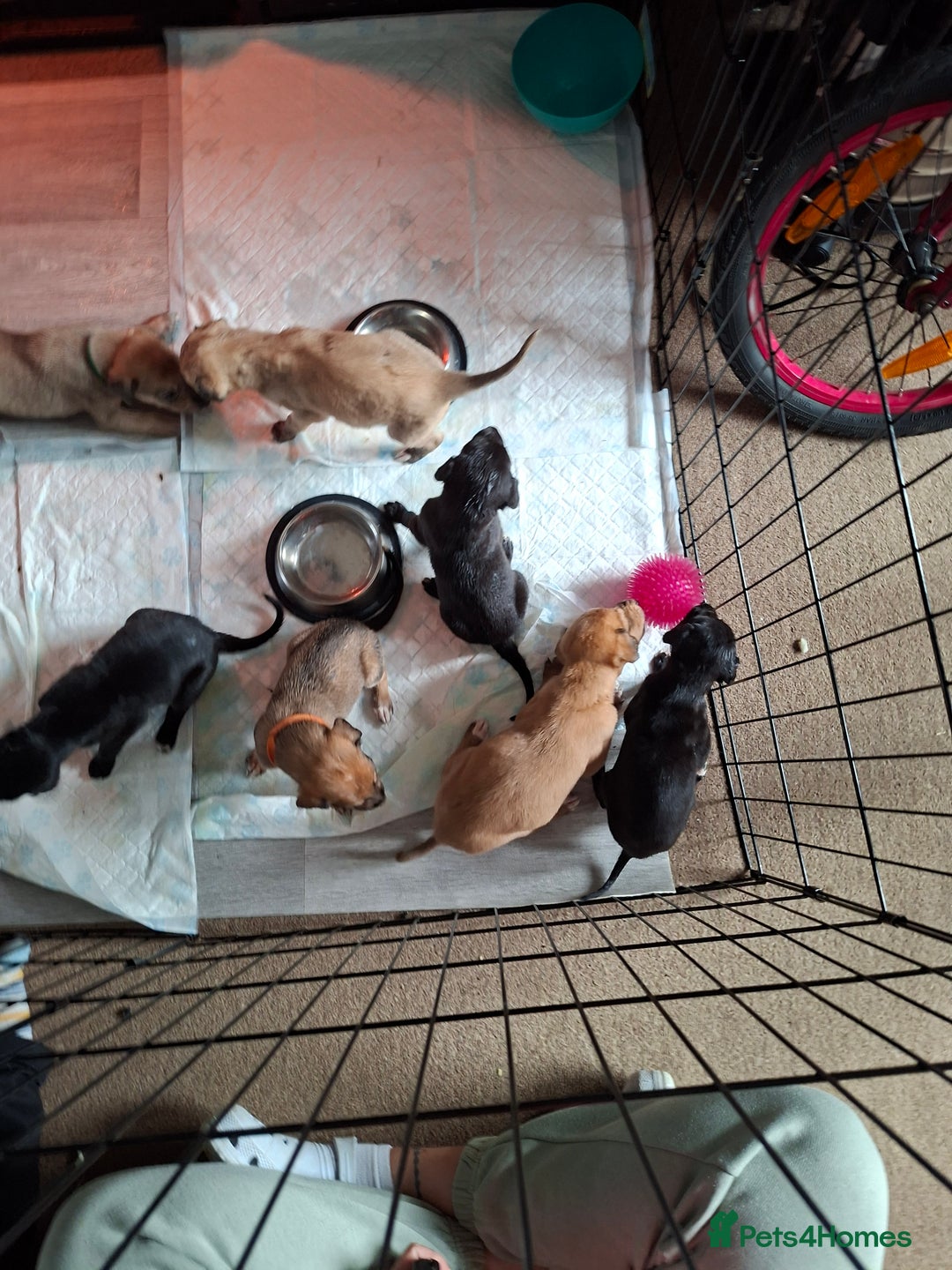 Mixed Breed dogs for sale: Saluki/lurcher puppys  - Image 7