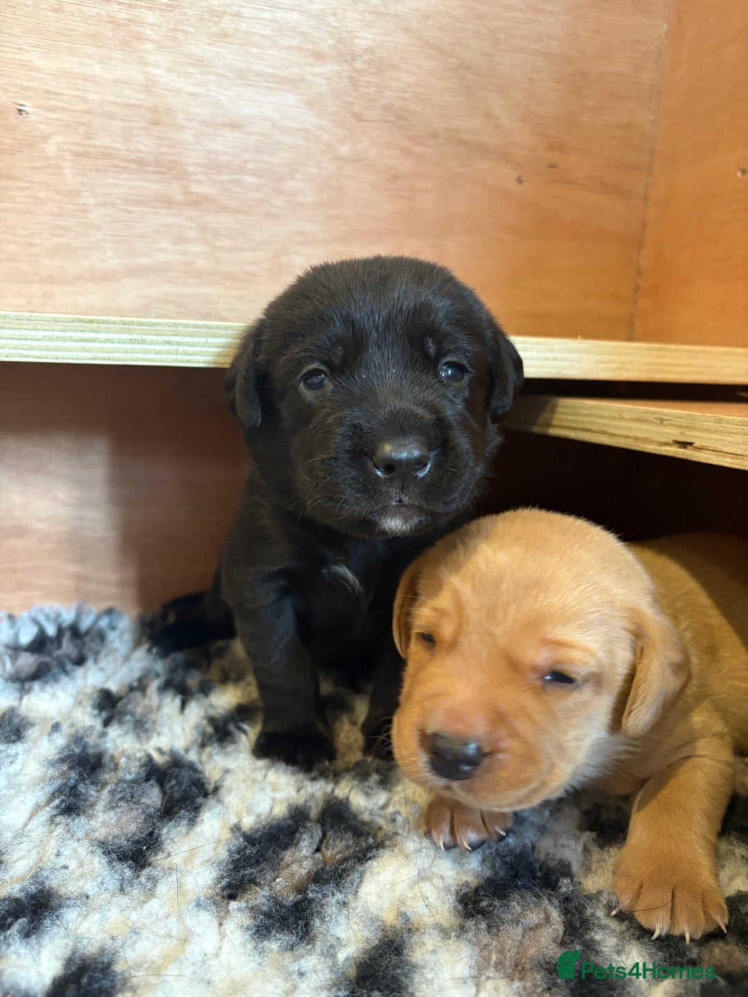 Labrador Retriever dogs for sale: Labrador pups, well-socialised & family raised - Image 17