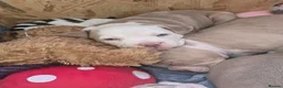 American Bully dogs for sale: Our Pocket Bully puppies  - Advert 12