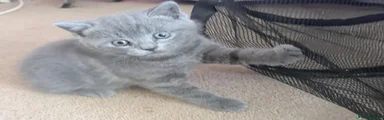 Petal