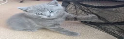 British Shorthair cats for sale: BSH tabby’s  - Advert 1