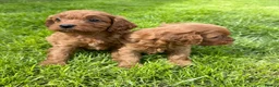 Cavapoo dogs for sale: Deep red cavpoo girls - Advert 12