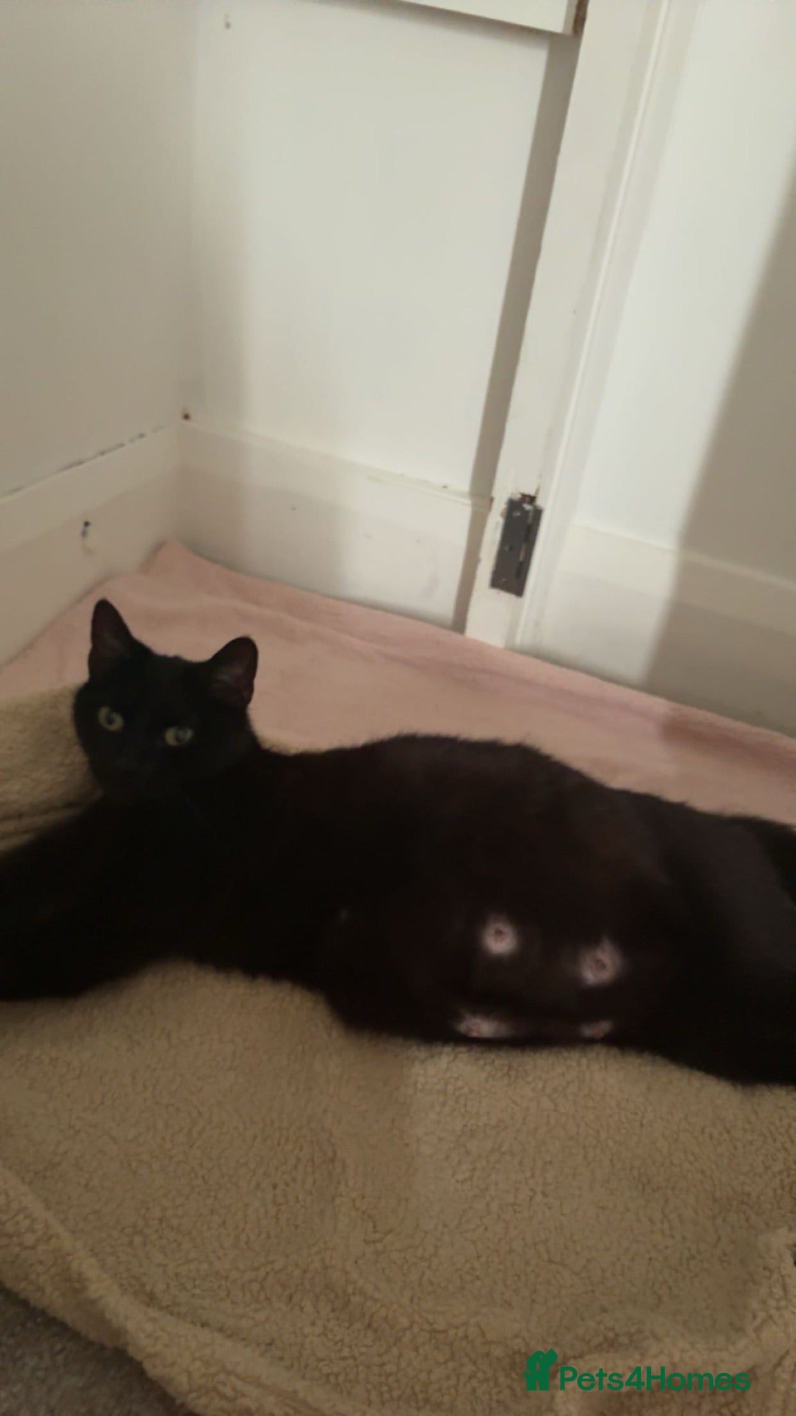 Mixed Breed cats black kittens  - Advert 1