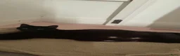 Mixed Breed cats for sale: black kittens  - Advert 1