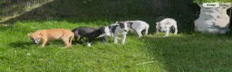 Whippet dogs for sale: Whippet puppy’s  in Beaworthy - Advert 22