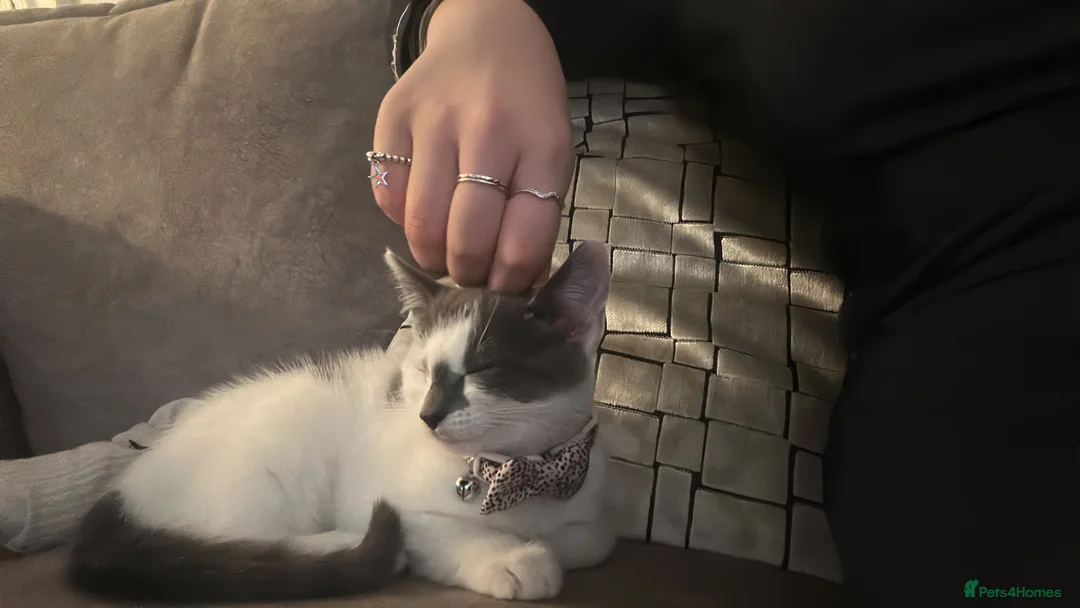 Mixed Breed cats for sale: Beautiful mix breed cat in Cleethorpes - Advert 9