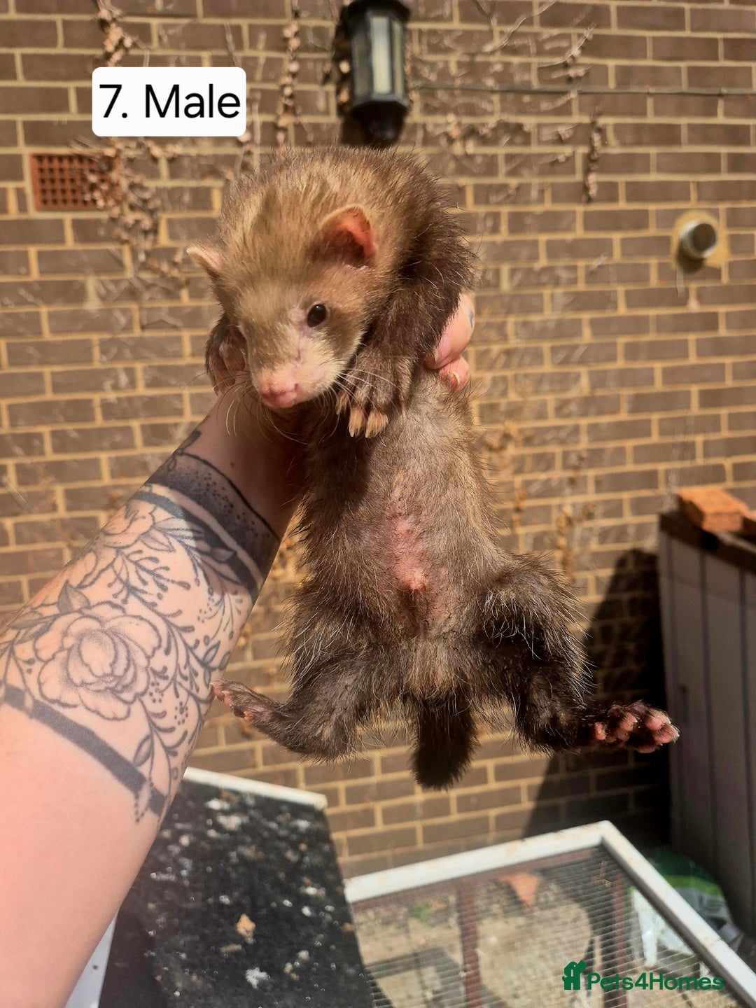 Ferret rodents for sale: Ferret kits - Image 10