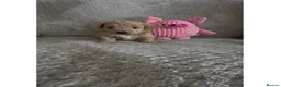 Maltipoo dogs for sale: Beautiful F1 Maltipoo’s  - Advert 1