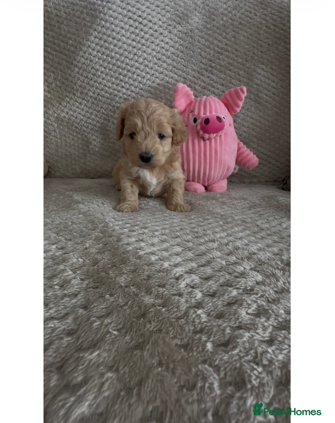 Maltipoo dogs for sale: Beautiful F1 Maltipoo’s  - Advert 1