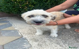 Mixed Breed dogs for adoption: ALMA - a Superb little Girl for a Loving Home - Image 4