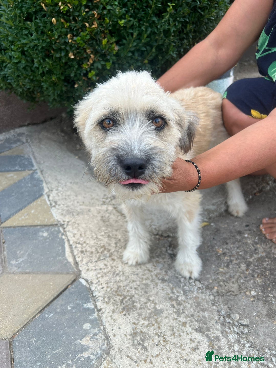 Mixed Breed dogs for adoption: ALMA - a Superb little Girl for a Loving Home - Image 4