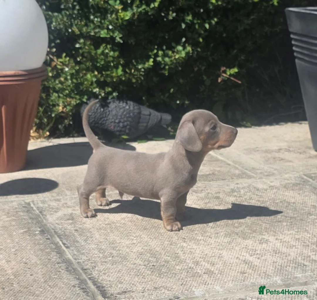 Miniature Dachshund dogs for sale: Beautiful mini dachshunds ready to leave now - Advert 2