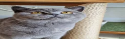 British Shorthair cats for sale: Beautiful sweet blue cream British Shorthair  - Advert 6