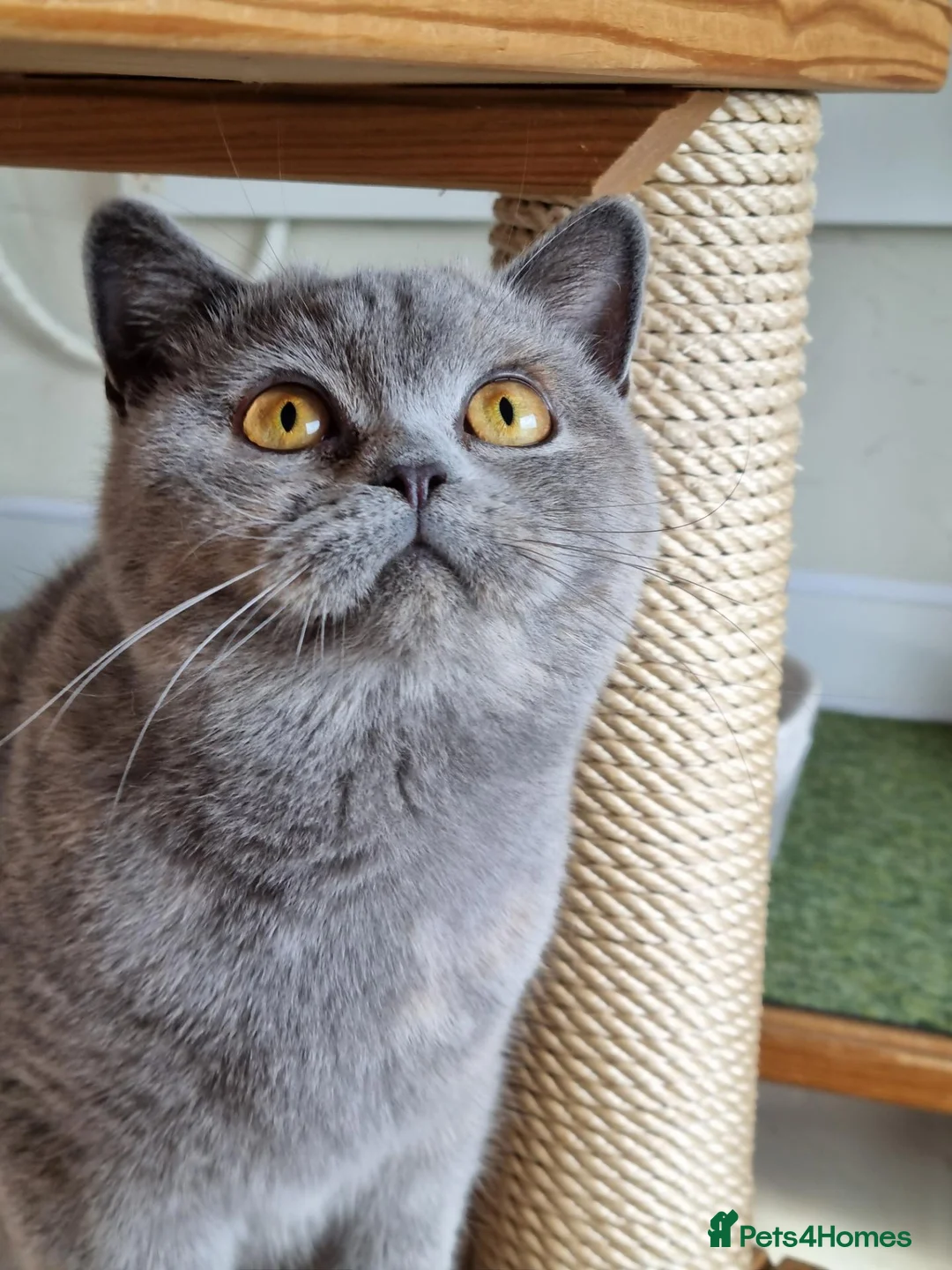 British Shorthair cats for sale: Beautiful sweet blue cream British Shorthair  - Advert 6