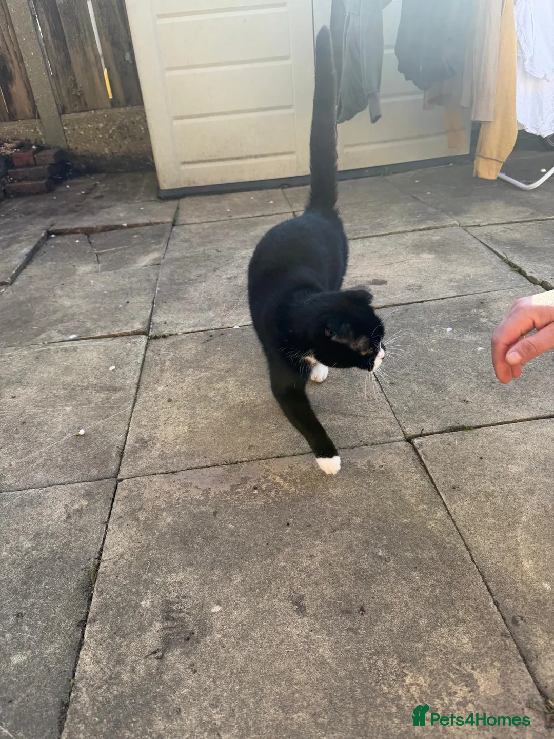 Mixed Breed cats for sale: Friendly Female Tuxedo Cat Looking for an new home - Advert 2