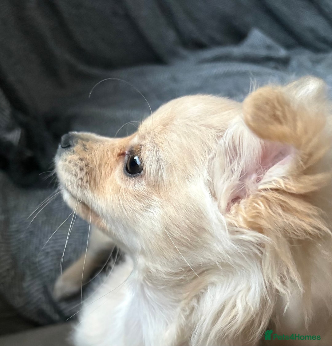 Chihuahua dogs for sale: Two beautiful fluffy chi girls  - Advert 4