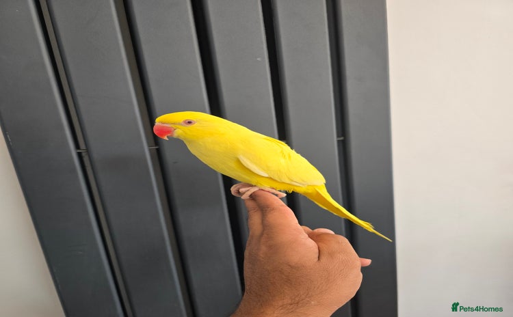 Ringnecks birds - Advert 16