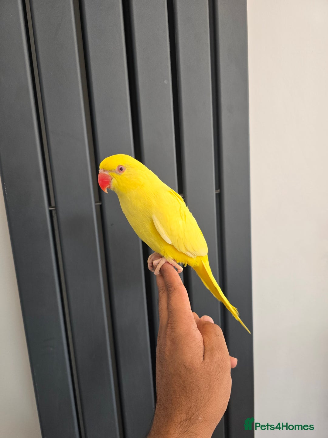 Ringnecks birds for sale: Blue paired 🦜Indian Ringnecks - Image 4